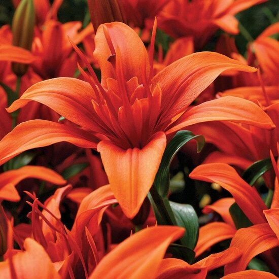 RED TWIN ( Āzijas lilijas hibrīds) 